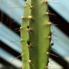 Cereus_forbesii_1